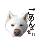秋田犬、与四郎（個別スタンプ：4）