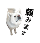 秋田犬、与四郎（個別スタンプ：6）