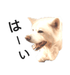 秋田犬、与四郎（個別スタンプ：7）