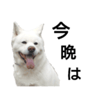 秋田犬、与四郎（個別スタンプ：8）