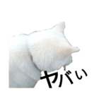秋田犬、与四郎（個別スタンプ：13）