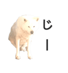 秋田犬、与四郎（個別スタンプ：14）