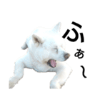 秋田犬、与四郎（個別スタンプ：15）