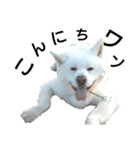 秋田犬、与四郎（個別スタンプ：16）