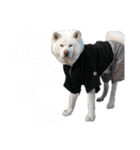 秋田犬、与四郎（個別スタンプ：17）