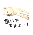 秋田犬、与四郎（個別スタンプ：18）