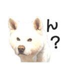 秋田犬、与四郎（個別スタンプ：19）
