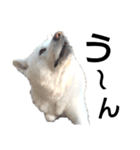 秋田犬、与四郎（個別スタンプ：21）