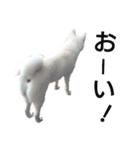 秋田犬、与四郎（個別スタンプ：22）