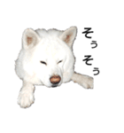 秋田犬、与四郎（個別スタンプ：24）
