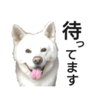 秋田犬、与四郎（個別スタンプ：25）