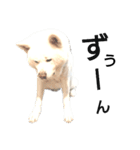 秋田犬、与四郎（個別スタンプ：26）