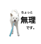 秋田犬、与四郎（個別スタンプ：27）