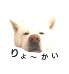 秋田犬、与四郎（個別スタンプ：28）