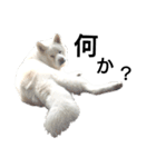 秋田犬、与四郎（個別スタンプ：29）