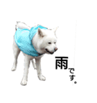 秋田犬、与四郎（個別スタンプ：31）