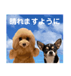 マティラとノアールの毎日（個別スタンプ：17）