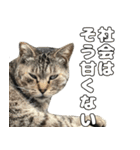 のら猫 スタンプ（個別スタンプ：1）