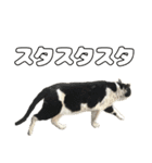 のら猫 スタンプ（個別スタンプ：2）