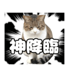 のら猫 スタンプ（個別スタンプ：4）