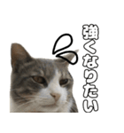 のら猫 スタンプ（個別スタンプ：6）