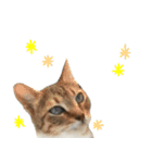のら猫 スタンプ（個別スタンプ：7）