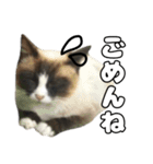 のら猫 スタンプ（個別スタンプ：8）