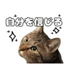 のら猫 スタンプ（個別スタンプ：10）