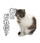 のら猫 スタンプ（個別スタンプ：12）