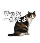 のら猫 スタンプ（個別スタンプ：13）