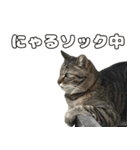 のら猫 スタンプ（個別スタンプ：14）