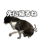 のら猫 スタンプ（個別スタンプ：15）