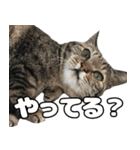 のら猫 スタンプ（個別スタンプ：16）
