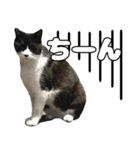 のら猫 スタンプ（個別スタンプ：17）