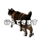 のら猫 スタンプ（個別スタンプ：18）