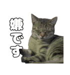 のら猫 スタンプ（個別スタンプ：19）