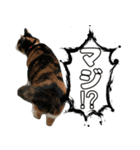 のら猫 スタンプ（個別スタンプ：20）