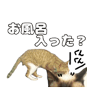 のら猫 スタンプ（個別スタンプ：21）