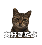 のら猫 スタンプ（個別スタンプ：22）