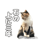 のら猫 スタンプ（個別スタンプ：23）