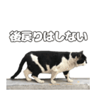 のら猫 スタンプ（個別スタンプ：24）