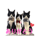 はちわれキャッツ（個別スタンプ：1）