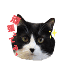 はちわれキャッツ（個別スタンプ：2）