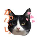 はちわれキャッツ（個別スタンプ：3）