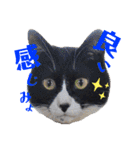 はちわれキャッツ（個別スタンプ：4）