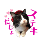 はちわれキャッツ（個別スタンプ：5）