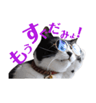はちわれキャッツ（個別スタンプ：6）