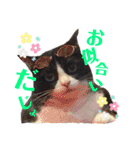 はちわれキャッツ（個別スタンプ：8）