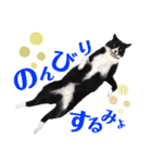 はちわれキャッツ（個別スタンプ：10）