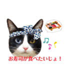 はちわれキャッツ（個別スタンプ：12）
